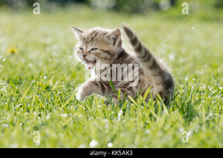 Jeune chat ou chaton meowing in Green grass Banque D'Images