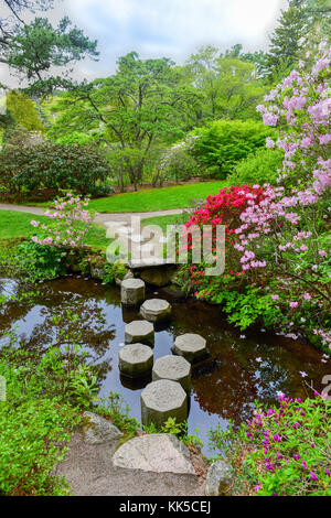 Dans les jardins d'azalées asticou style japonais dans la région de Mount Desert Island, dans le Maine. Banque D'Images