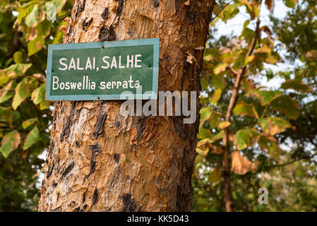 Boswellia serrata arbre avec la plaque avec son nom Banque D'Images