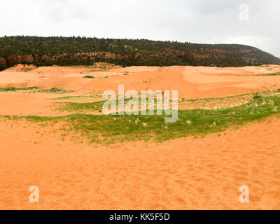 Coral pink sand dunes park dans l'Utah, USA. Banque D'Images