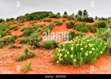 Coral pink sand dunes park dans l'Utah, USA. Banque D'Images