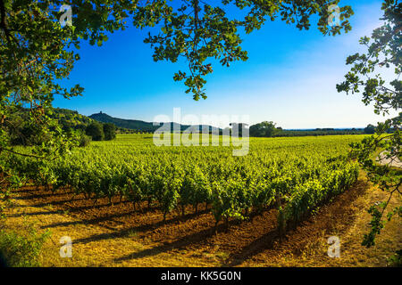 Bolgheri Castagneto vignoble et arbre. La Maremme Toscane, Italie. La Maremme Toscane, Italie, Europe. Banque D'Images