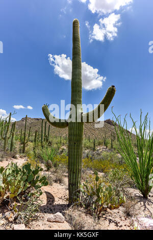 Cactus massive au saguaro national park en Arizona. Banque D'Images