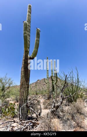 Cactus massive au saguaro national park en Arizona. Banque D'Images