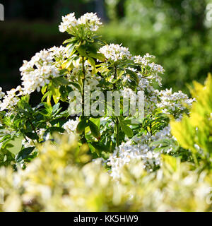 Plantes à fleurs blanc baigné de soleil d'été glorieux en Acton Burnell, Shrewsbury, Shropshire, Angleterre. Banque D'Images