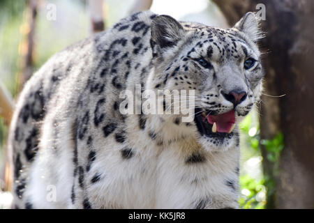 Le léopard des neiges ou once est un grand chat originaire des montagnes d'Asie centrale et du sud. Banque D'Images