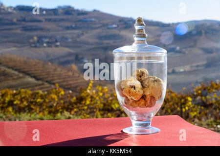 La truffe blanche magnifique à l'intérieur d'un bocal en verre transparent, sur le fond les collines fantastique avec des vignes à l'automne Banque D'Images