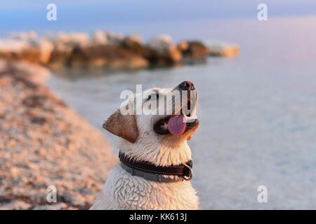 Portrait of white retriever chiot à la plage whit out/ silly face Banque D'Images