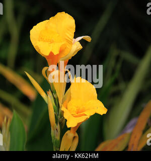 Canna fleurit jaune fleurs. Banque D'Images