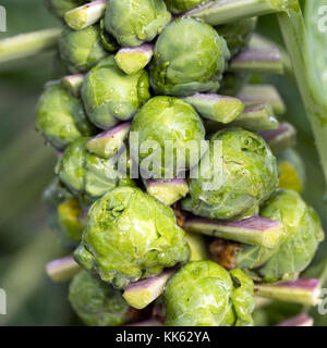 Gros plan du choux de Bruxelles sur la tige du plant in vegetable garden Banque D'Images