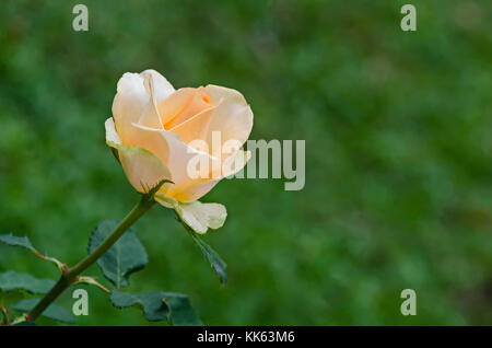 Brindille de douce fleur beige fleur dans le jardin, Sofia, Bulgarie Banque D'Images