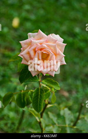 Brindille de douce fleur beige fleur dans le jardin, Sofia, Bulgarie Banque D'Images