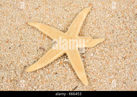 Vue aérienne de l'étoile de mer sur le sable. Banque D'Images