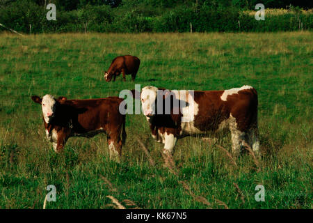 Trois vaches dans un champ de nombre, la mère et un bébé en promenade dans le pâturage. sur un petit salon juste en dehors de la frontière du Nouveau-Brunswick, Canada. Banque D'Images