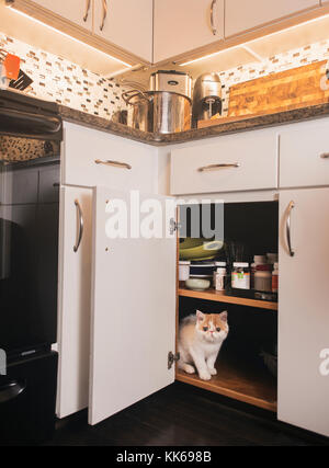 Un jeune chaton Exotic shorthair caché dans une armoire. (8 semaines) Banque D'Images