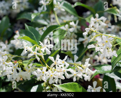 Usines de Jasmine à Los Angeles. Banque D'Images