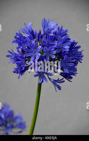 Seul Blue Agapanthus Fleurs (Lily of the Nile) dans un jardin de Hugh Town sur St Mary's, Îles Scilly, Cornwall, Royaume-Uni. Banque D'Images