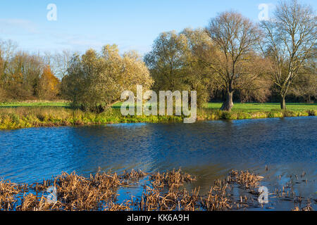 Hemingford Grey pré et la rivière Great Ouse, Cambridgeshire, Angleterre, Royaume-Uni. Banque D'Images