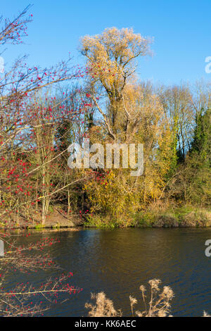 Hemingford Grey pré et la rivière Great Ouse, Cambridgeshire, Angleterre, Royaume-Uni. Banque D'Images