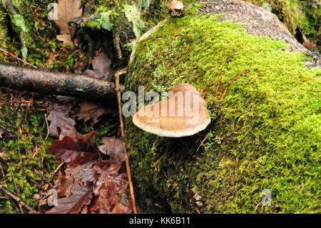 L'amadou champignon Fomes fomentarius uk champignons sur tronc d'arbre écorce dans forêt écossaise Banque D'Images