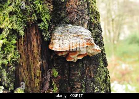 L'amadou champignon Fomes fomentarius uk champignons sur tronc d'arbre écorce dans forêt écossaise Banque D'Images