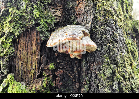 L'amadou champignon Fomes fomentarius uk champignons sur tronc d'arbre écorce dans forêt écossaise Banque D'Images