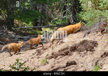 Red Fox mère et deux kits balade en forêt Banque D'Images