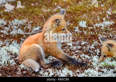 Kits de red fox dans le désert Banque D'Images