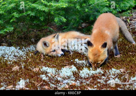 Kits de red fox dans le désert Banque D'Images