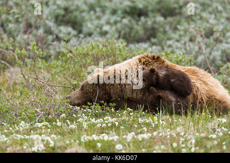 Ours grizzli (Ursus arctos) deux oursons de l'année jouer les uns avec les autres sous la protection de leur mère à thorofare pass, Denali National Park Banque D'Images