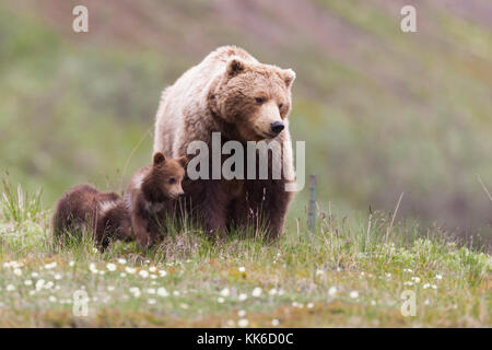 Ours grizzli (Ursus arctos) deux oursons de l'année jouer les uns avec les autres sous la protection de leur mère à thorofare pass, Denali National Park Banque D'Images