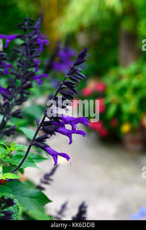 Salvia amistad, violet, sauge, sauges,sages, fleur, fleurs, floraison, tendre, pérenne, lit, frontière, écran, l'été, Floral RM Banque D'Images