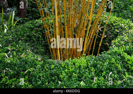 Phyllostachys vivax aureocaulis jaune doré, bois, bambous bambou chinois, le bambou, la structure, structurelles, plante, plantes, jardin, jardins, fonction, p Banque D'Images