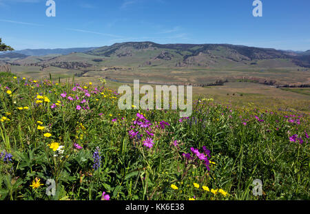 Wy02674-00...wyoming - fleurs fleurs le long du sentier du cristal, au-dessus de la Lamar Valley dans le parc national de Yellowstone. Banque D'Images