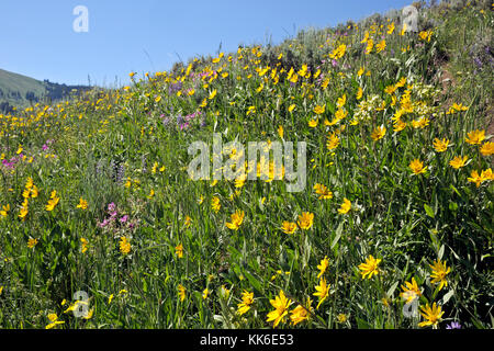 Wy02677-00...wyoming - meadow colorés dans une ancienne région brûlée le long des arbres pétrifiés trail dans le parc national de Yellowstone. Banque D'Images