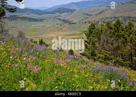 Wy02690-00...wyoming - couverts de fleurs colline donnant sur la vallée de lamar le Crystal Creek Trail dans le parc national de Yellowstone. Banque D'Images