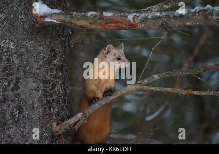 Pinède sur une branche d'arbre en hiver Banque D'Images