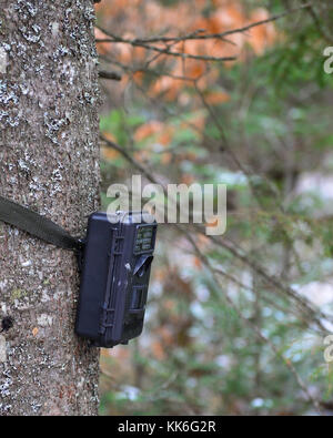 Appareil photo sentier attaché à un arbre dans la forêt de l'Adirondack pour enregistrer la présence de la faune. Banque D'Images