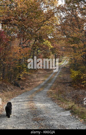 Chien noir déambule sur route de campagne entourée de feuillage d'automne Banque D'Images