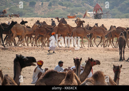 Éleveurs de chameaux / traders au Pushkar Camel et foire aux chevaux à Pushkar, Rajasthan, Inde Banque D'Images