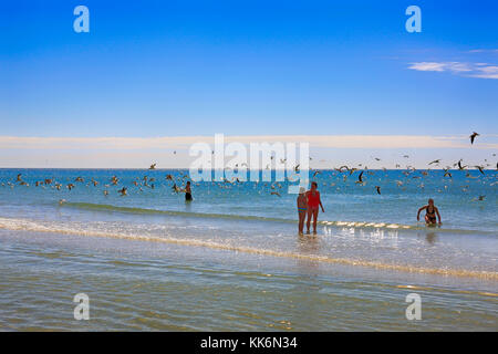 Troupeau de sterne royale des oiseaux volent au-dessus des personnes sur siesta beach sur Siesta key Island en Floride usa Banque D'Images