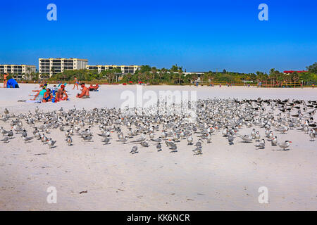 Grande bande d'oiseaux sterne royale sur siesta beach sur Siesta key Island en Floride usa Banque D'Images