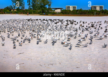 Grande troupe d'oiseaux de sterne royale sur Siesta Beach sur Siesta Key Island en Floride États-Unis Banque D'Images