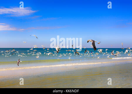 Un grand troupeau d'oiseaux Royal Tern volent au-dessus de Siesta Beach sur Siesta Key Island en Floride aux États-Unis Banque D'Images