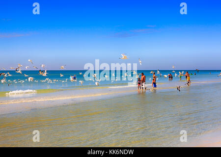 Un troupeau de Royal Tern oiseaux survolent les gens sur Siesta Beach sur Siesta Key Island en Floride États-Unis Banque D'Images