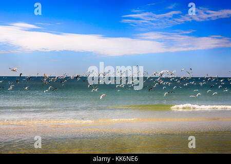 Un grand troupeau d'oiseaux Royal Tern volent au-dessus de Siesta Beach sur Siesta Key Island en Floride aux États-Unis Banque D'Images