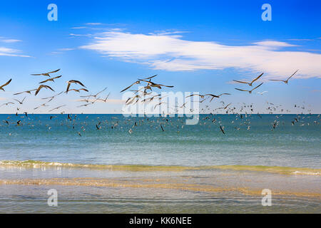 Un grand troupeau d'oiseaux Royal Tern volent au-dessus de Siesta Beach sur Siesta Key Island en Floride aux États-Unis Banque D'Images