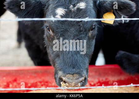 Vache noire se nourrissant d'aliments pour animaux à sec dans un creux en métal rouge à la recherche jusqu'à regarder la caméra dans les brins d'une clôture en fil barbelé Banque D'Images