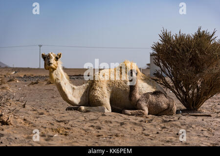 Mère de chameau et des enfants sur une ferme de chameaux dans le désert au nord-est de Jeddah, Arabie saoudite. Banque D'Images