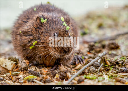 Le Campagnol de l'eau Arvicola terrestris se nourrit de la végétation et des fruits dans un environnement naturel en captivité mais à la British wildlife centre Lingfield UK. Banque D'Images